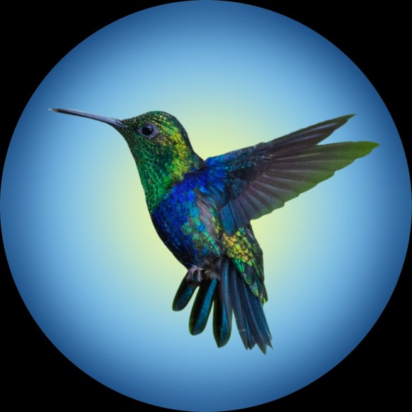 Meet your Posher, Roger - Picture 1 of 1